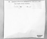 Lathagrium dichotomum image